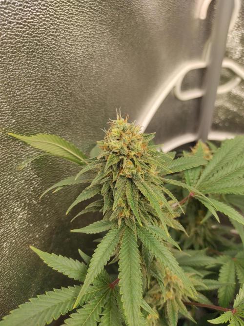 Sherbet Queen x Special Queen. Week 17