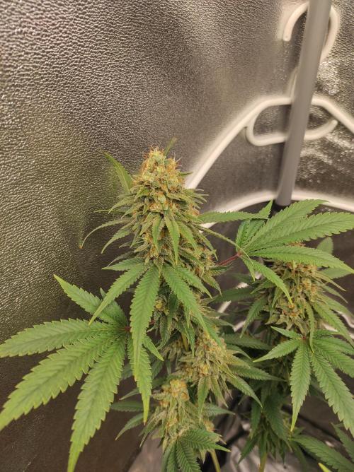 Sherbet Queen x Special Queen. Week 17