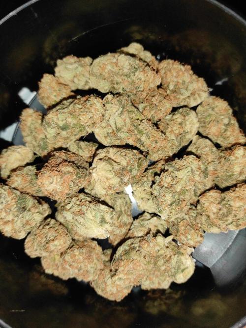 Sherbet Queen x Special Queen. Week 17