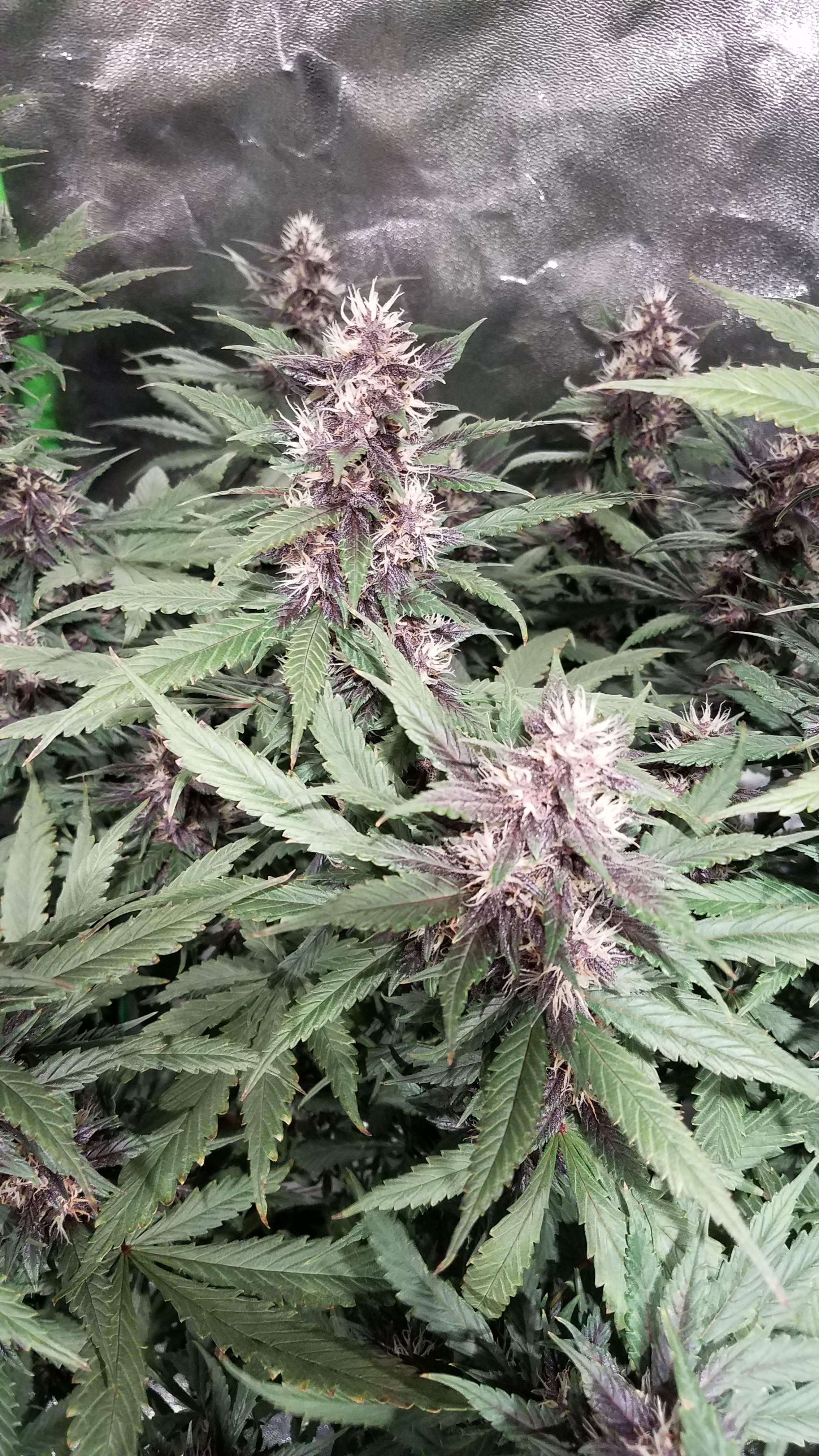 Dutch Passion Auto Blackberry Kush grow diary (journal) week11 by