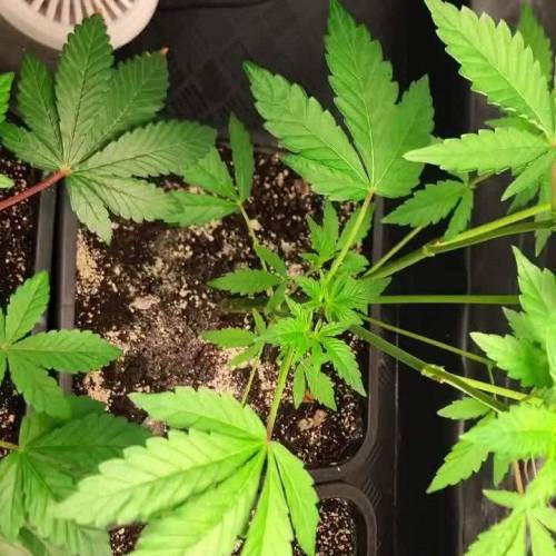 Mandarin Cookies R1. Week 8