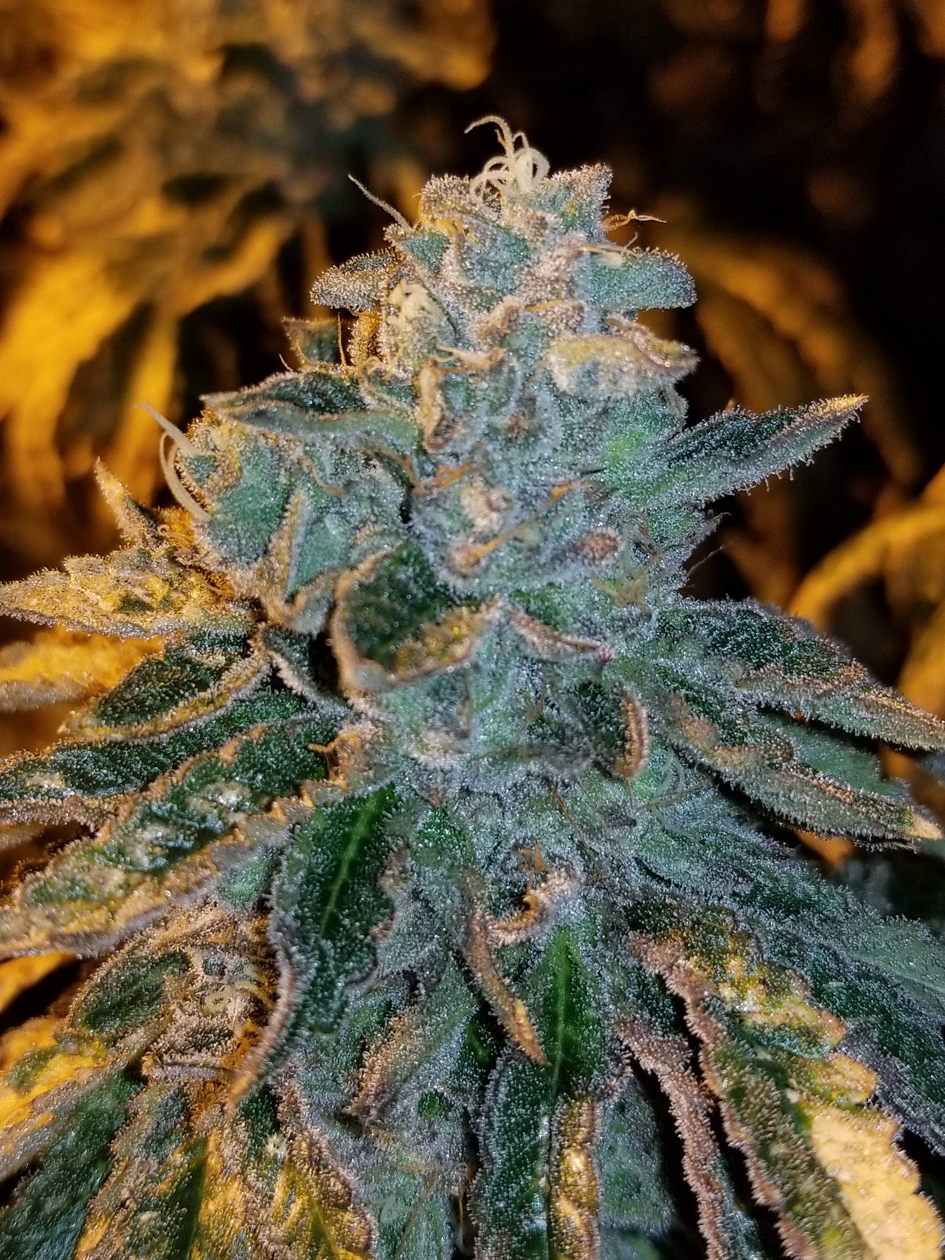 Seed Junky LA Kush Cake grow diary (journal) week9 by