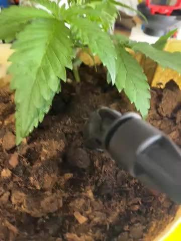 Strawberry 🍓 gorilla