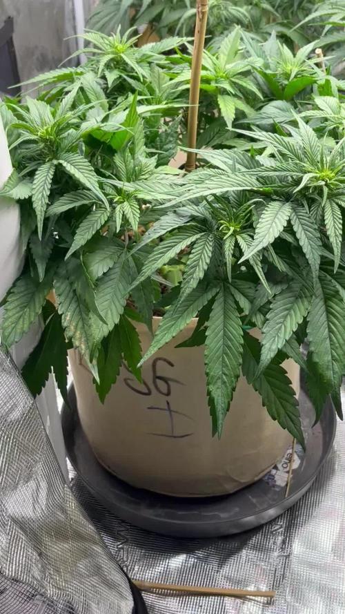 Strawberry 🍓 gorilla