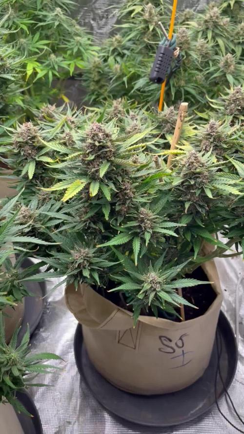Strawberry 🍓 gorilla