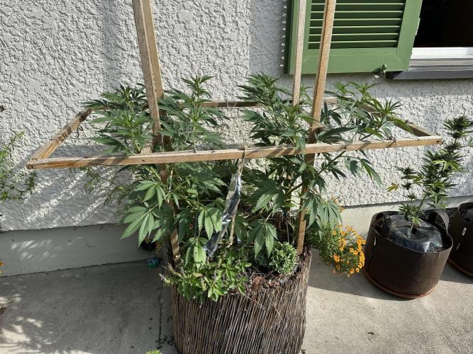 Humble Garden 25. Week 17 - 20.7.25 BC 