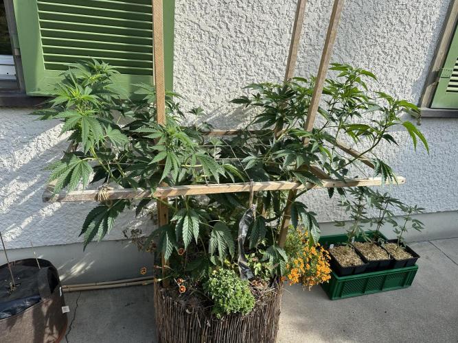 Humble Garden 25. Week 17 - 20.7.25 VCP