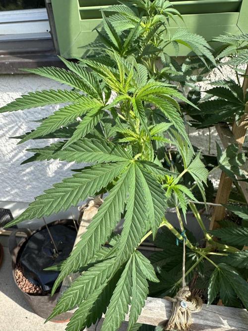 Humble Garden 25. Week 17 - 20.7.25 VCP