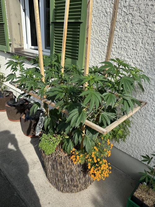 Humble Garden 25. Week 17 - 20.7.25 VCP