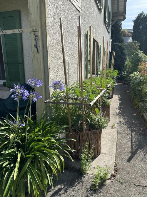 Humble Garden 25. Week 17 - 20.7.25