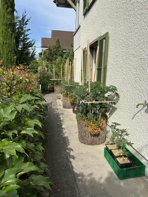 Humble Garden 25. Week 17 - 20.7.25