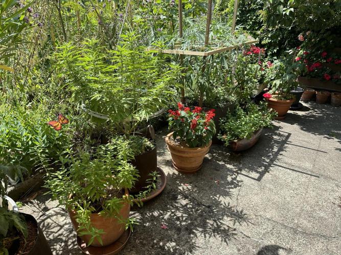 Humble Garden 25. Week 17 - 20.7.25 