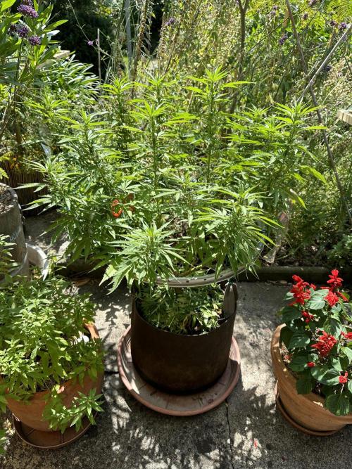 Humble Garden 25. Week 17 - 20.7.25 PC