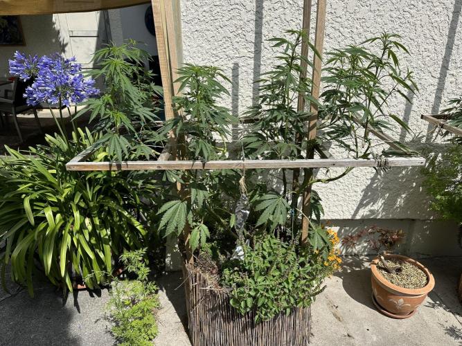 Humble Garden 25. Week 18 - 1.8.25 BG 41
