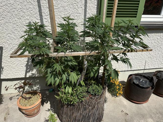 Humble Garden 25. Week 18 - 1.8.25 BC