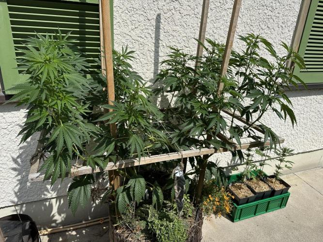 Humble Garden 25. Week 18 - 1.8.25 VPC