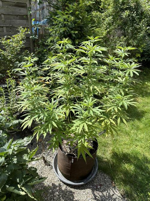 Humble Garden 25. Week 18 - 1.8.25 PK