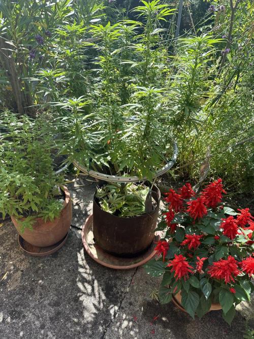 Humble Garden 25. Week 19 - 10.8.25 PC