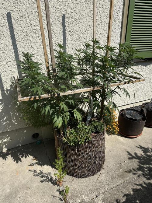 Humble Garden 25. Week 19 - 10.8.25 BC