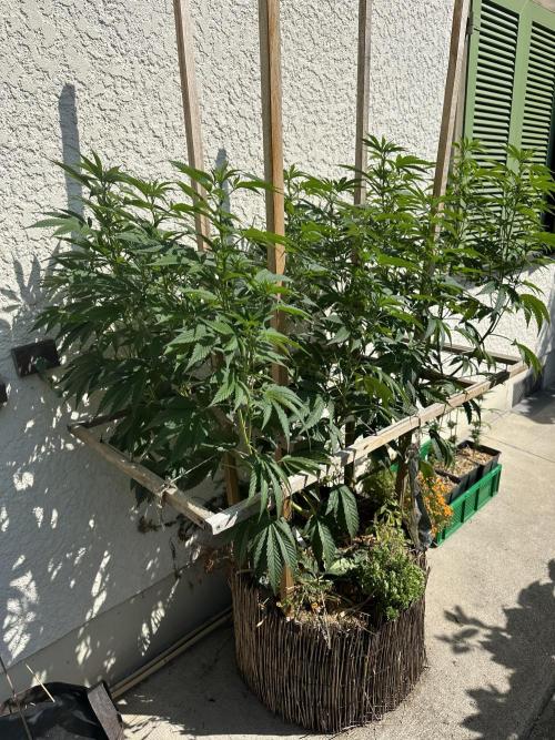 Humble Garden 25. Week 19 - 10.8.25 VCP