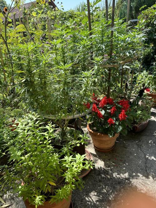 Humble Garden 25. Week 19 - 10.8.25