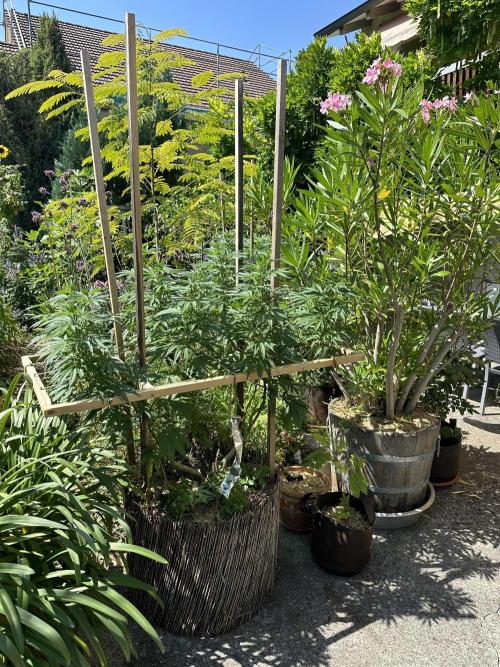 Humble Garden 25. Week 19