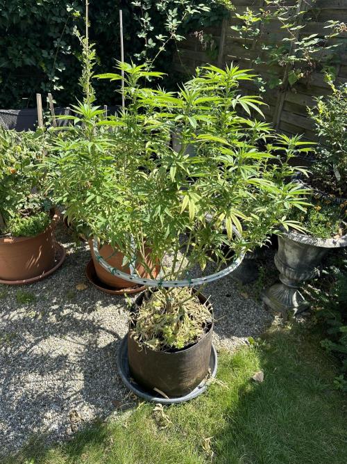 Humble Garden 25. Week 19