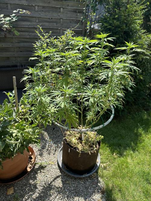 Humble Garden 25. Week 19 - 10.8.25 PK
