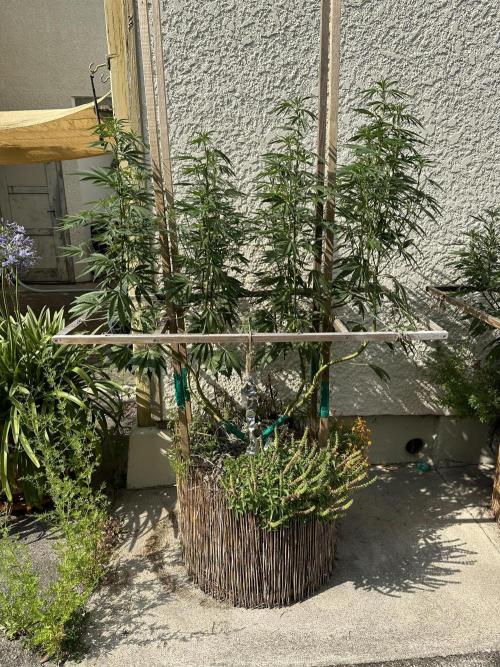 Humble Garden 25. Week 20 - 16.8.25 BG