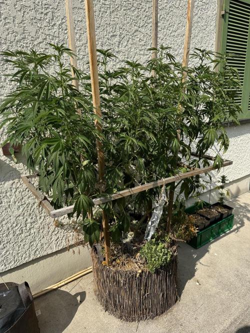 Humble Garden 25. Week 20 - 16.8.25 VPC
