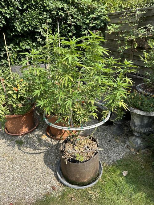 Humble Garden 25. Week 20 - 16.8.25 PK