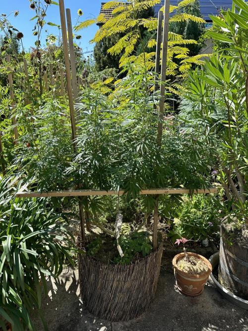 Humble Garden 25. Week 21 - 16.8.25 SLH