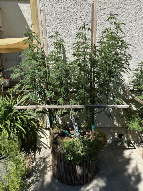 Humble Garden 25. Week 21 - 16.8.25 BG 41