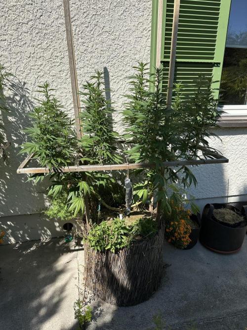 Humble Garden 25. Week 21 - 16.8.25 BC