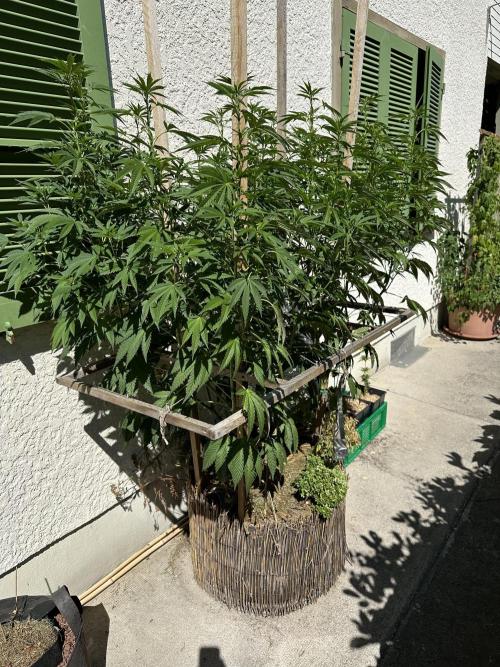 Humble Garden 25. Week 21 - 16.8.25 VCP