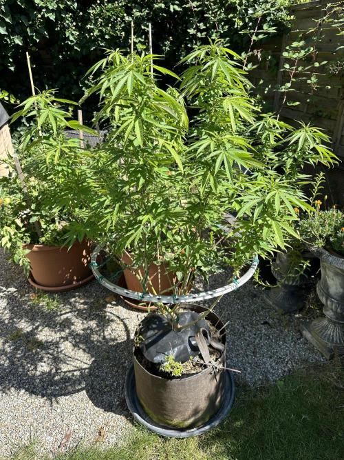 Humble Garden 25. Week 21 - 16.8.25 PK