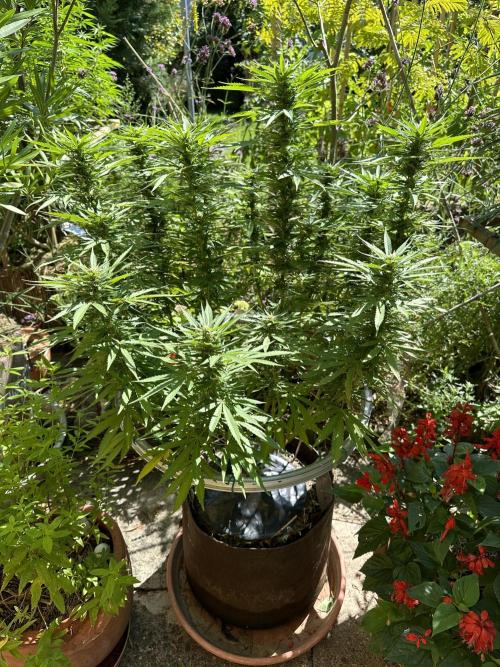 Humble Garden 25. Week 21 - 16.8.25 BC