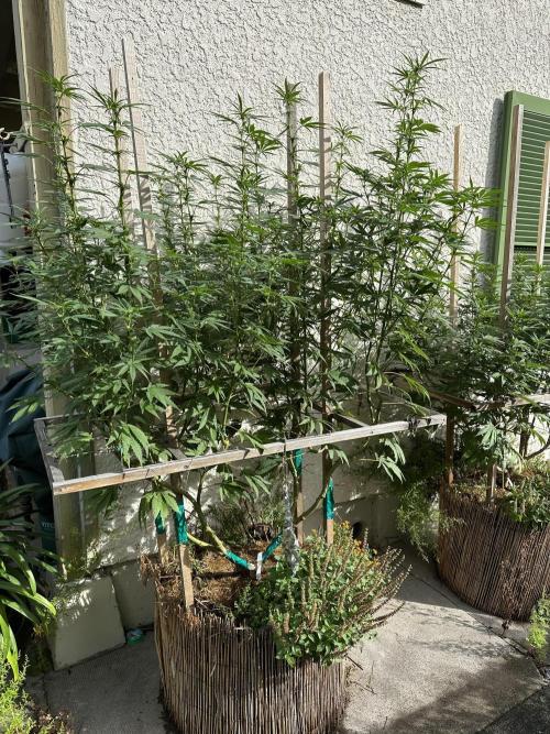 Humble Garden 25. Week 22 - 5.11.25 BG 41