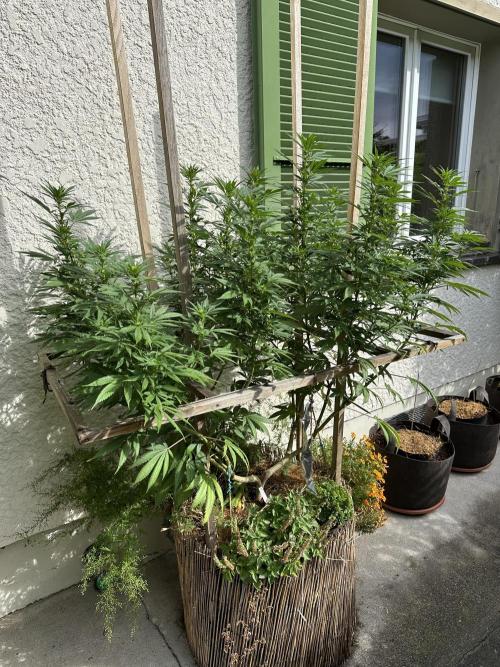 Humble Garden 25. Week 22 - 16.8.25 BC