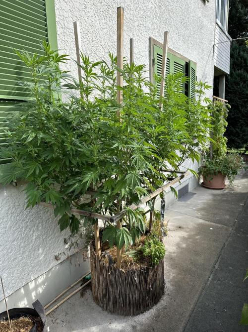 Humble Garden 25. Week 22 - 16.8.25 VCP