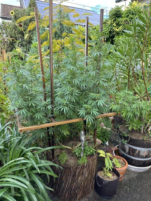 Humble Garden 25. Week 22 - 16.8.25 SLH