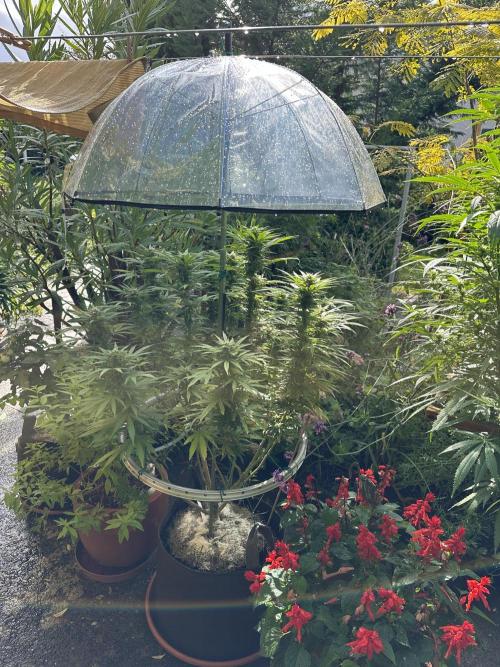 Humble Garden 25. Week 22 - 16.8.25 PC