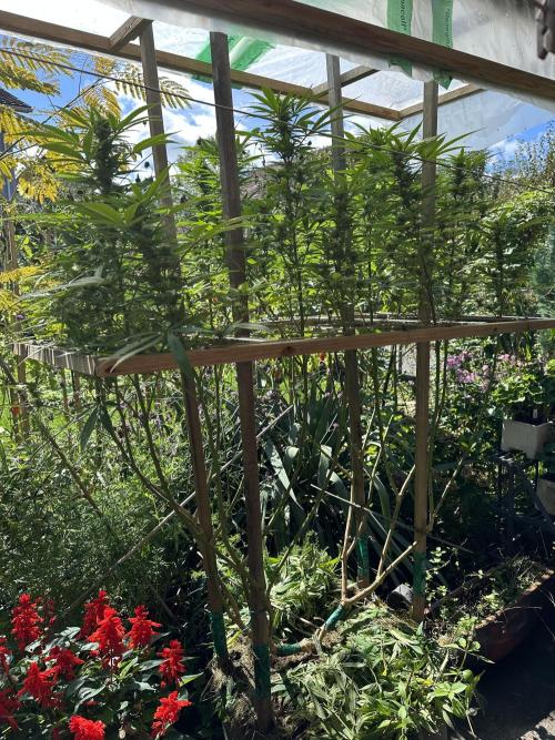 Humble Garden 25. Week 23 - 14.9.25 SLH