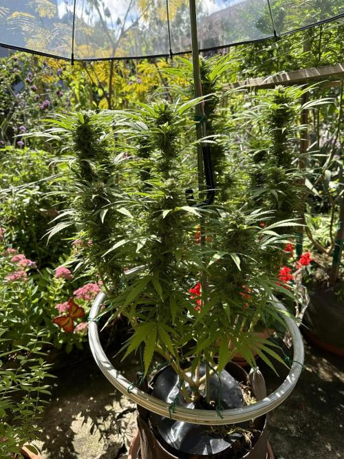 Humble Garden 25. Week 23 - 14.9.25 PC