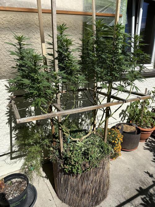 Humble Garden 25. Week 23 - 14.9.25 BG 41