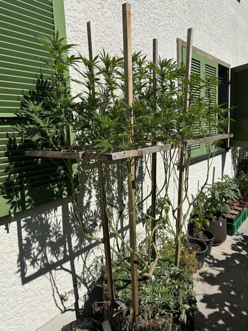Humble Garden 25. Week 23 - 14.9.25 BC