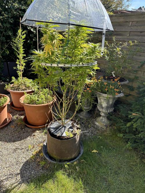 Humble Garden 25. Week 23 - 14.9.25 PK