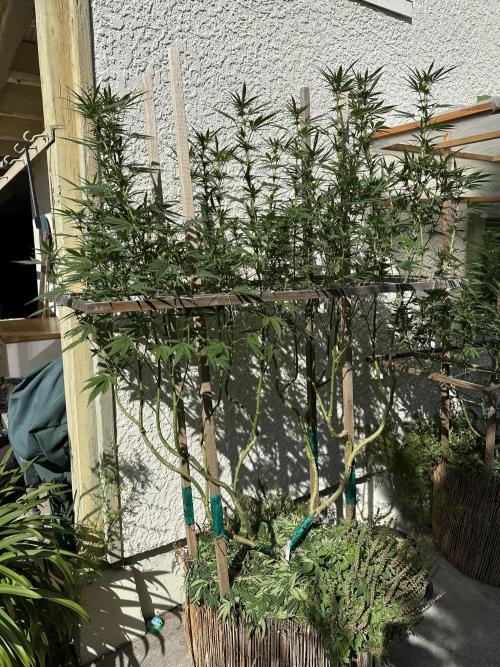 Humble Garden 25. Week 23 - 14.9.25 BG 41