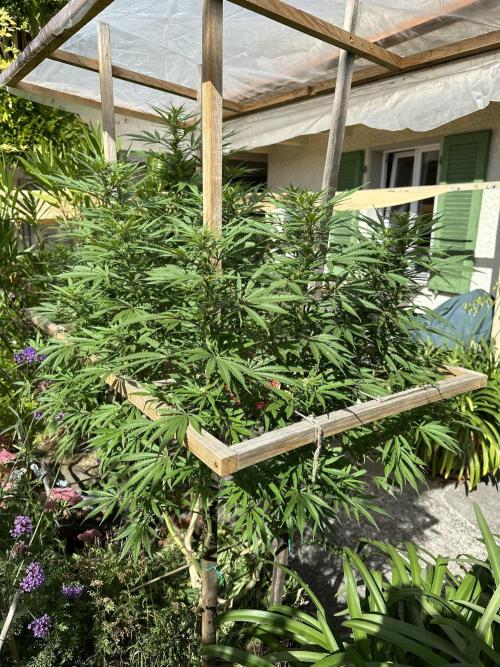 Humble Garden 25. Week 23 - 14.9.25 SLH