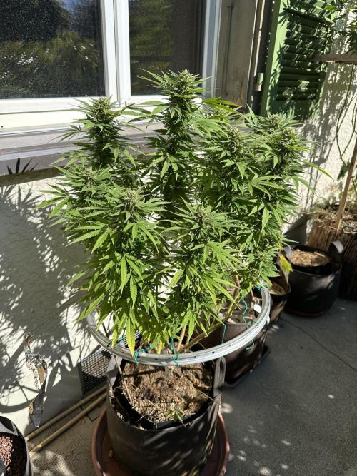Humble Garden 25. Week 24 - 20.9.25 PC